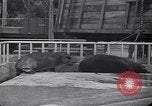 Image of Hippopotamus San Diego California USA, 1940, second 37 stock footage video 65675041000