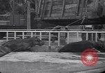 Image of Hippopotamus San Diego California USA, 1940, second 38 stock footage video 65675041000