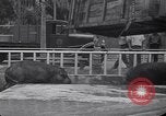 Image of Hippopotamus San Diego California USA, 1940, second 39 stock footage video 65675041000