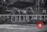 Image of Hippopotamus San Diego California USA, 1940, second 41 stock footage video 65675041000