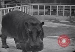 Image of Hippopotamus San Diego California USA, 1940, second 42 stock footage video 65675041000
