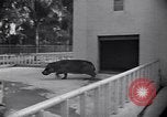 Image of Hippopotamus San Diego California USA, 1940, second 43 stock footage video 65675041000