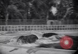 Image of Hippopotamus San Diego California USA, 1940, second 45 stock footage video 65675041000