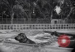 Image of Hippopotamus San Diego California USA, 1940, second 46 stock footage video 65675041000