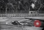 Image of Hippopotamus San Diego California USA, 1940, second 47 stock footage video 65675041000