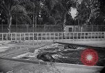 Image of Hippopotamus San Diego California USA, 1940, second 48 stock footage video 65675041000