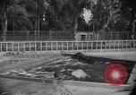 Image of Hippopotamus San Diego California USA, 1940, second 49 stock footage video 65675041000