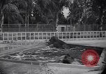 Image of Hippopotamus San Diego California USA, 1940, second 50 stock footage video 65675041000