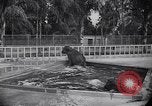 Image of Hippopotamus San Diego California USA, 1940, second 51 stock footage video 65675041000