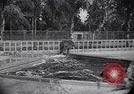 Image of Hippopotamus San Diego California USA, 1940, second 52 stock footage video 65675041000