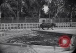 Image of Hippopotamus San Diego California USA, 1940, second 53 stock footage video 65675041000