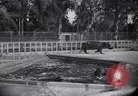 Image of Hippopotamus San Diego California USA, 1940, second 54 stock footage video 65675041000
