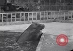Image of Hippopotamus San Diego California USA, 1940, second 55 stock footage video 65675041000