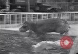 Image of Hippopotamus San Diego California USA, 1940, second 56 stock footage video 65675041000