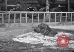 Image of Hippopotamus San Diego California USA, 1940, second 58 stock footage video 65675041000