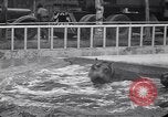 Image of Hippopotamus San Diego California USA, 1940, second 59 stock footage video 65675041000