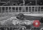Image of Fire men San Francisco California USA, 1940, second 1 stock footage video 65675041001