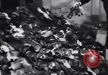 Image of Air raid Battle of Britain London England United Kingdom, 1940, second 39 stock footage video 65675041020
