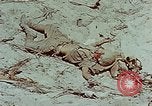 Standbild tote japanische Soldaten Eniwetok Atoll Marshall Inseln, 1944, aus Sekunde 30 historischem Filmmaterial Videoclip 65675041028