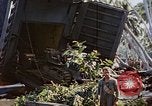 Image of Battle of Munda Rendova Beach Solomon Islands, 1943, second 13 stock footage video 65675041131