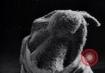 Standbild französische Hüte Frankreich, 1952, aus Sekunde 51 historischem Filmmaterial Videoclip 65675041157