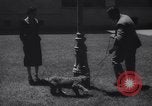 Immagine di Reza Pahlavi Iran, 1953, secondo 46 filmato di repertorio 65675041196