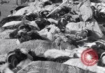 Standbild Nomaden Iran, 1944, aus Sekunde 51 historischem Filmmaterial Videoclip 65675041201