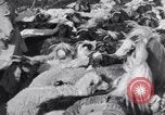Standbild Nomaden Iran, 1944, aus Sekunde 54 historischem Filmmaterial Videoclip 65675041201