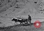 Image of Iranian farmers harvest grain Iran, 1944, second 16 stock footage video 65675041203