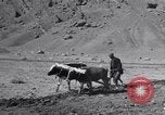 Image of Iranian farmers harvest grain Iran, 1944, second 17 stock footage video 65675041203