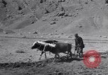 Image of Iranian farmers harvest grain Iran, 1944, second 18 stock footage video 65675041203