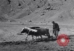 Image of Iranian farmers harvest grain Iran, 1944, second 19 stock footage video 65675041203