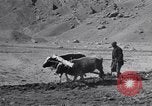 Image of Iranian farmers harvest grain Iran, 1944, second 20 stock footage video 65675041203