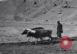 Image of Iranian farmers harvest grain Iran, 1944, second 21 stock footage video 65675041203