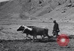 Image of Iranian farmers harvest grain Iran, 1944, second 22 stock footage video 65675041203