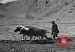 Image of Iranian farmers harvest grain Iran, 1944, second 23 stock footage video 65675041203