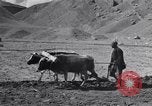 Image of Iranian farmers harvest grain Iran, 1944, second 24 stock footage video 65675041203