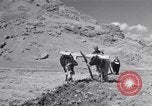 Image of Iranian farmers harvest grain Iran, 1944, second 29 stock footage video 65675041203
