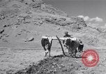Image of Iranian farmers harvest grain Iran, 1944, second 30 stock footage video 65675041203