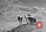 Image of Iranian farmers harvest grain Iran, 1944, second 31 stock footage video 65675041203