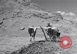 Image of Iranian farmers harvest grain Iran, 1944, second 32 stock footage video 65675041203