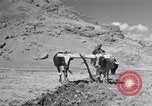 Image of Iranian farmers harvest grain Iran, 1944, second 33 stock footage video 65675041203