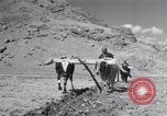 Image of Iranian farmers harvest grain Iran, 1944, second 34 stock footage video 65675041203