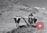 Image of Iranian farmers harvest grain Iran, 1944, second 35 stock footage video 65675041203
