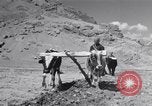 Image of Iranian farmers harvest grain Iran, 1944, second 36 stock footage video 65675041203
