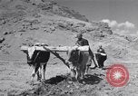 Image of Iranian farmers harvest grain Iran, 1944, second 37 stock footage video 65675041203
