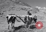 Image of Iranian farmers harvest grain Iran, 1944, second 38 stock footage video 65675041203