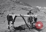 Image of Iranian farmers harvest grain Iran, 1944, second 39 stock footage video 65675041203