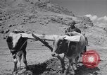 Image of Iranian farmers harvest grain Iran, 1944, second 40 stock footage video 65675041203