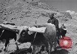 Image of Iranian farmers harvest grain Iran, 1944, second 41 stock footage video 65675041203